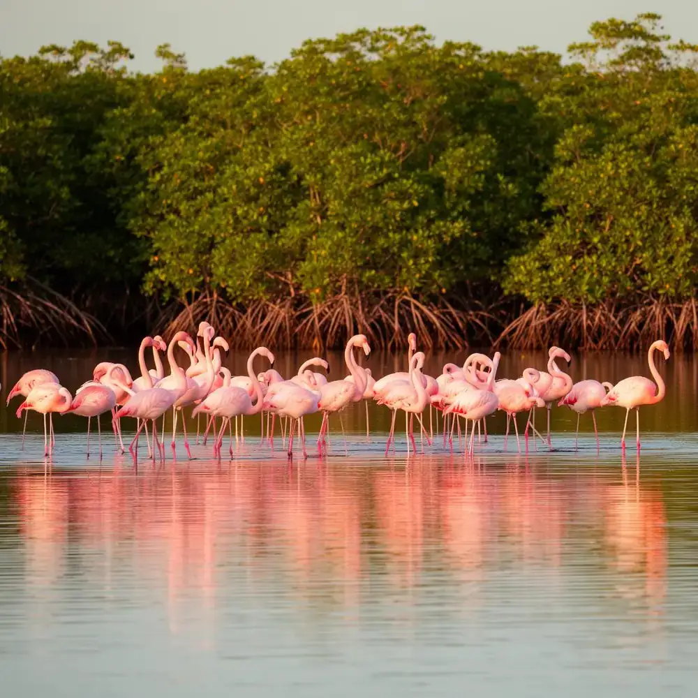 Wild flamingos at Rio Lagartos biosphere reserve